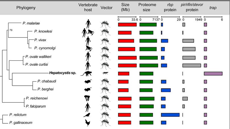 Genomic and transcriptomic evidence for descent from Plasmodium and loss of blood schizogony in Hepatocystis parasites from naturally infected red colobus monkeys