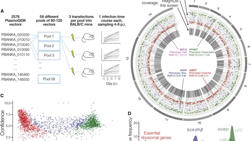 Functional profiling of a Plasmodium genome reveals an abundance of essential genes